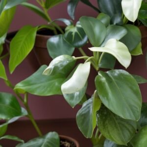 Drzewo cytrusowe w doniczce