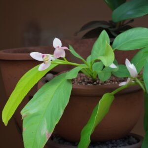 Cytrusy Ręka Buddy w doniczce