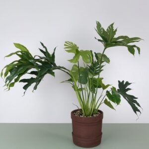 Filodendron Selloum w doniczce