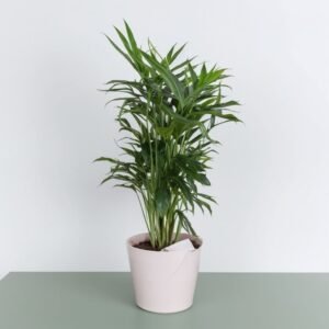 Hamedorea w doniczce