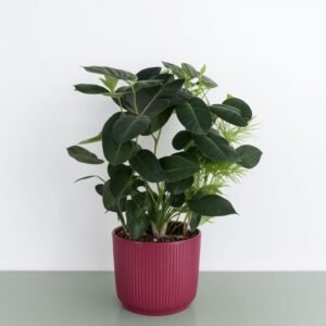 Stephanotis w doniczce