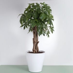 Szeflera na łodydze XXL w doniczce