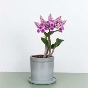 Storczyk Cattleya w doniczce