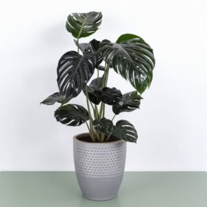 Calathea Sanderiana w doniczce