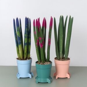 Sansevieria Velvet Mini w doniczce