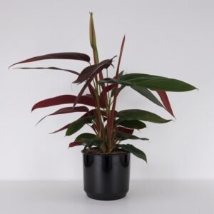 Stromantha Stripestar w doniczce