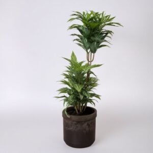 Dracena cytrynowo-limonkowa w doniczce