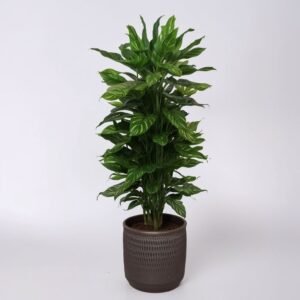 Dracaena (Dracaena Frag Gold Coast) w doniczce