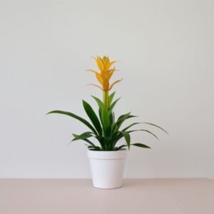 Guzmania w doniczce