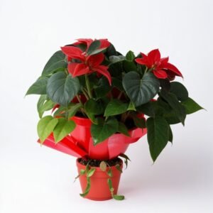 Poinsecja w opakowaniu prezentowym