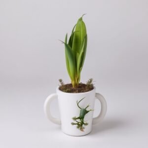 Hiacynt w noworocznym kubku