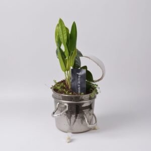 Kompozycja z hiacyntów w wazonie