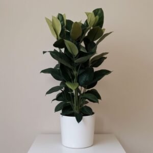 Ficus Robusta w doniczce