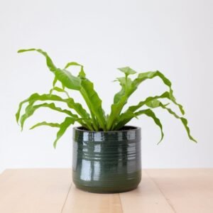 Asplenium Osaka w doniczce