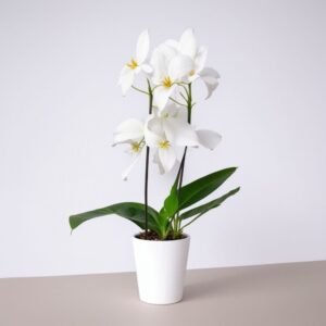 Orchidea Cascade w doniczce