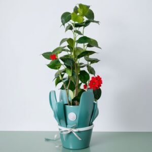 Kamelia Merry Williams