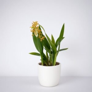 Storczyk Encyclia w doniczce