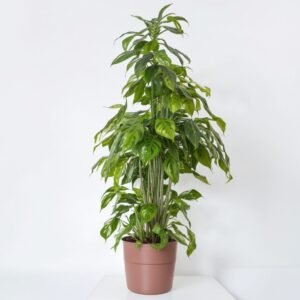 Krzew Ficus Benjamina Daniel w doniczce