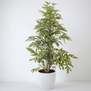 Ficus Benjamina Golden King w doniczce