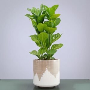 Ficus Lyrata w doniczce