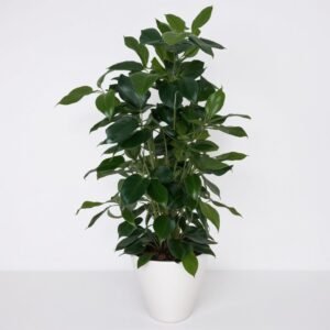 Ficus Cyathistipula w doniczce