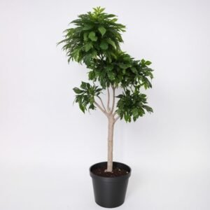 Ficus microcarpa Nitida w doniczce