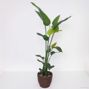 Strelicja Nicolai w doniczce