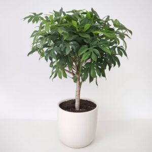 Szeflera na łodydze w doniczce