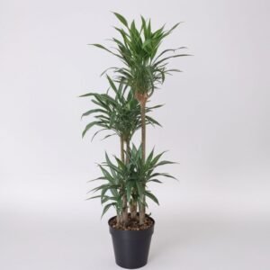 Dracena Warneckei w doniczce
