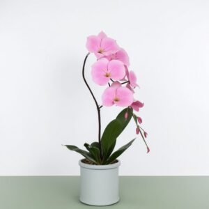 Storczyk łabędzi w doniczce