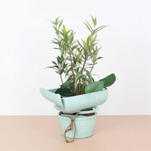 Oliwa z oliwek w garnku