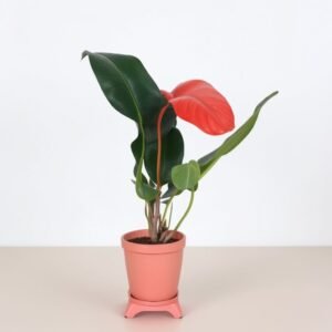 Anturium w doniczce