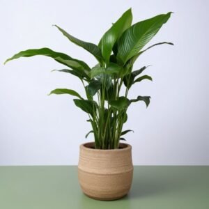 Skrzydłokwiat w doniczce