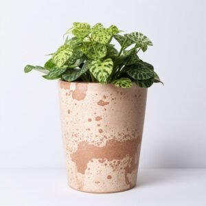 Doniczka - storczyk Marguerite