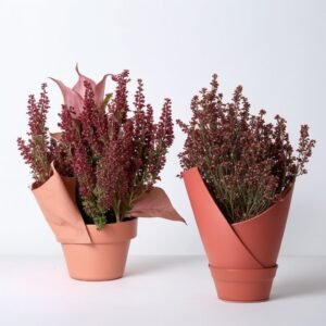 Różowa Erica w doniczce