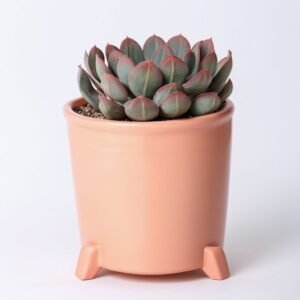 Echeveria w doniczce