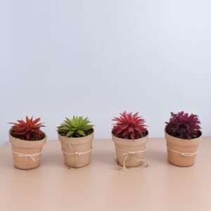 Kolorowy echinokaktus w doniczce