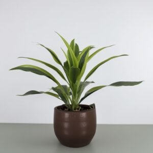 Dracena cytrynowo-limonkowa w doniczce