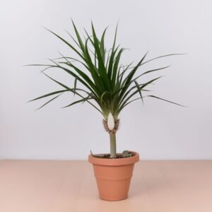 Dracena w doniczce
