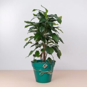 Ficus Benjamina Daniel w doniczce