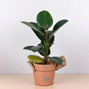 Ficus Robusta w doniczce