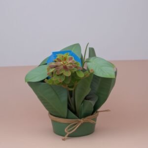 Rosiczka Alicji w doniczce