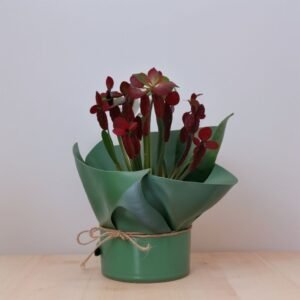 Sarracenia w doniczce