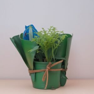 Rosiczka przylądkowa w doniczce