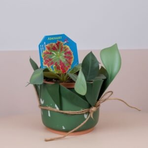 Muchołówka amerykańska w doniczce