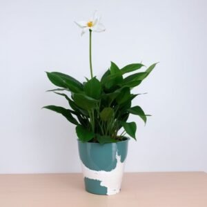 Skrzydłokwiat w doniczce