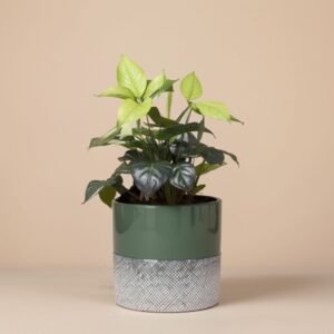 Helleborus w doniczce