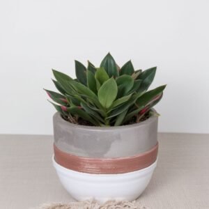 Echeveria w doniczce skośnej