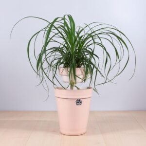 Bokarneya w doniczce