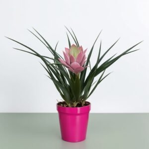 Tillandsia w doniczce